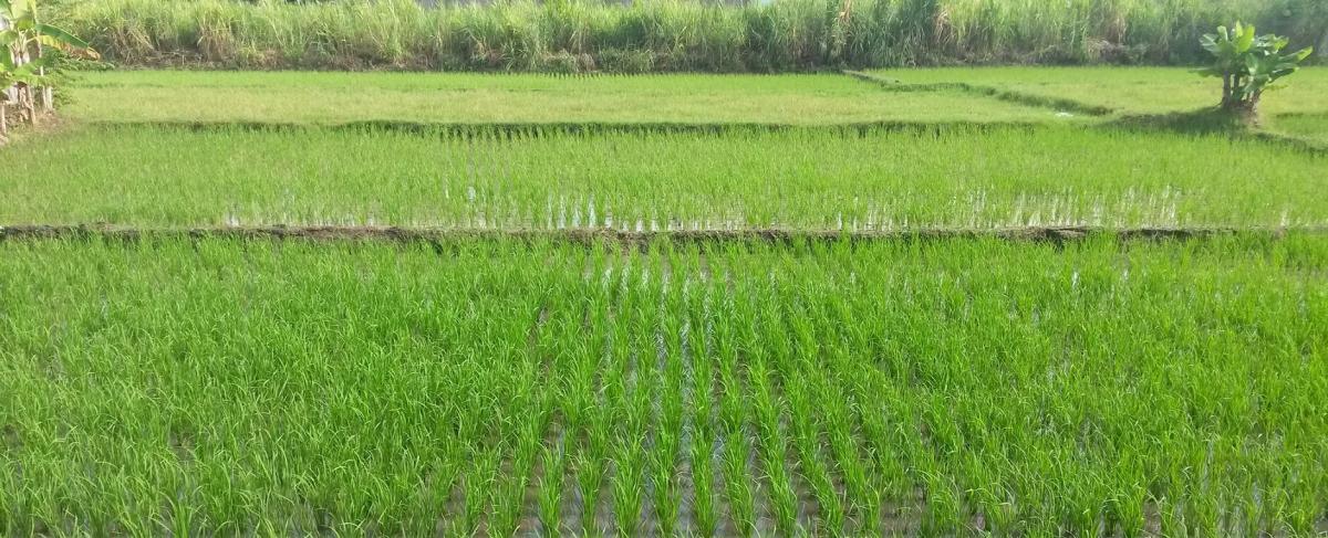 Irrigated rice field in the Jogyakarta region, Indonesia © S. Farolfi, CIRAD
